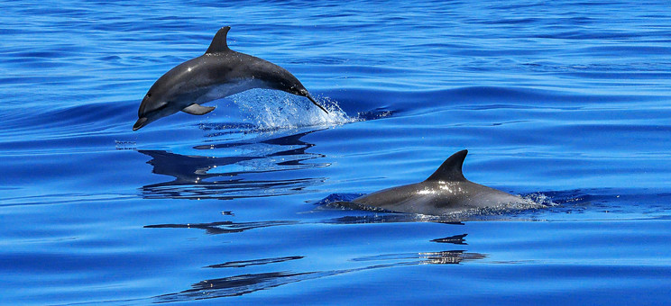 Zdjęcie przedstawia ocean z dwoma delfinami - jeden płynie do połowy zanurzony w wodzie, drugi wyskakuje ponad taflę wody,